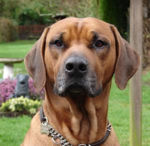 Sire:  Ch Jhumha Jarza of Nzuri Sh CM