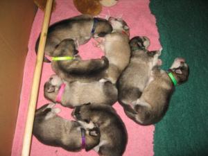 The Puppies - 9 Days Old