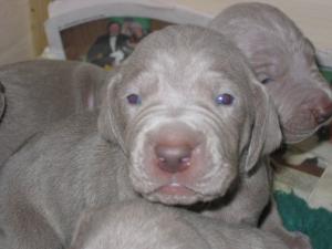 2 Weeks Old