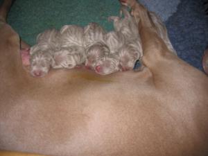 Mum Liberty and all babies
