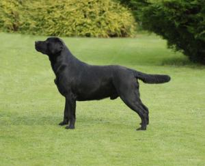 The Sire Sh Ch Sandylands Pressed For Time