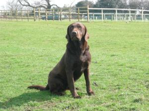Tarnedge Teak (Indi).