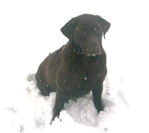  Tarnedge Treacle in the snow. 