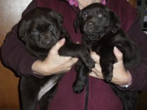 Two of Treacle's puppies.