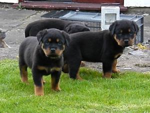 5wks old only one pup available