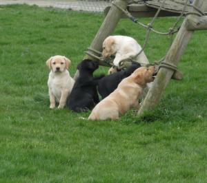 Teal's puppies at seven weeks old