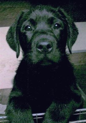 Ellie as a puppy
