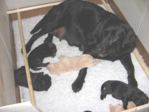 Mum - Cassie with previous litter