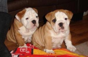 DOUBLE TROUBLE