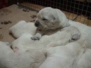 pups at 2 weeks