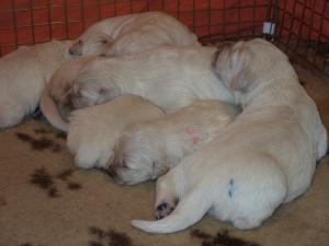 pups at 10 days old