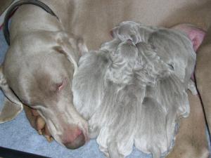 Maisie's Puppies