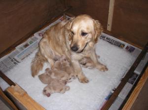 Lottie and her puppies