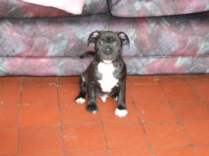 caymenstaffs rising star, dog available