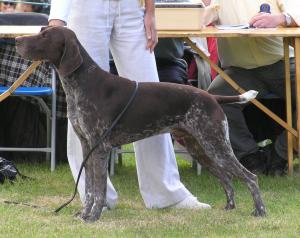 Sire: Ehupits Hagan at Radstorm ShCM