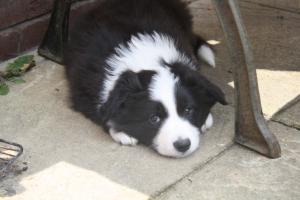 Harry at 6 weeks