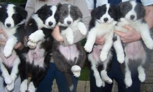 The litter at 7 weeks old