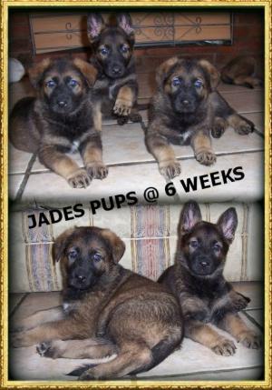 JADES PUPS @ 6WEEKS OLD