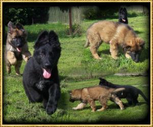PUPS
