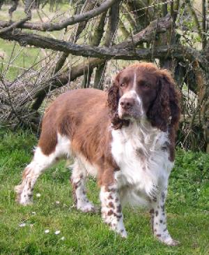 Puppies sire Cottonstones Whistler