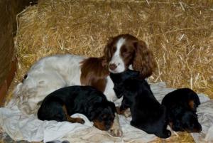 Millie nurse-maiding Gordon setter puppies 