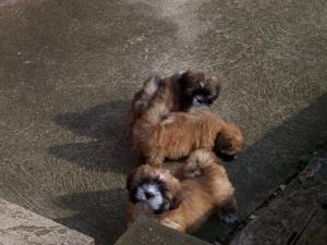 Dog pup