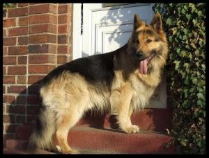 Sire of Litter