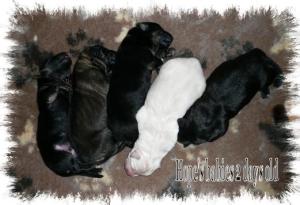 All the pups 2 days old