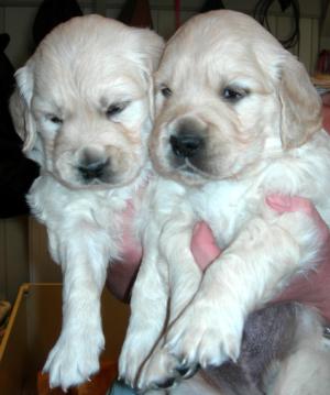 puppies at 4 nearly 5 weeks