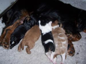 Pup at eight days old