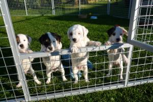 Puppies at 6 weeks
