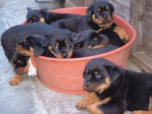 There were 8 in the bed and the little 1 said ....