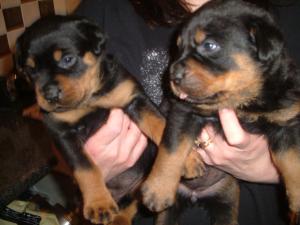 2 of the girls