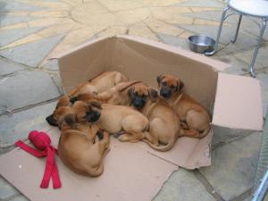 7 weeks old 