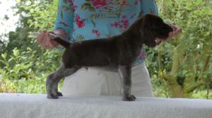 Ladyhawke Hudson at 6 weeks