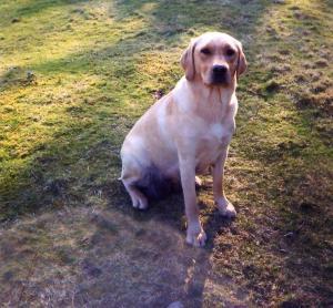 Rival Lady of Tarnedge (Holly)