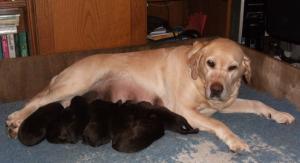 The Puppies
