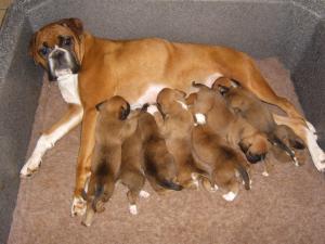 Rio with her Puppies