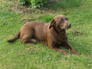Sika