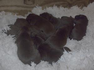 The Puppies at 1 week