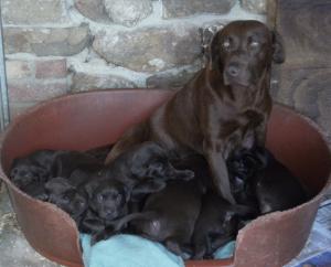 The Puppies at 4 weeks (and Mum!)
