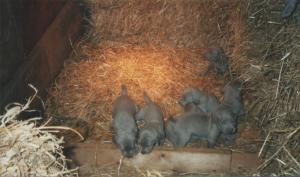 Puppies at 4 weeks old in their warm straw bed