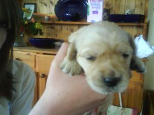 1 of the pups at 2 weeks, eyes open, full tummy!