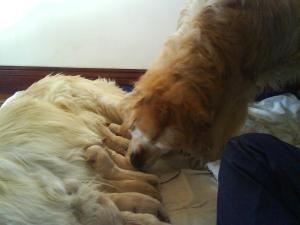 the pups have 2 mums!