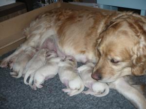 Mother and pups - just 2 days old - cute