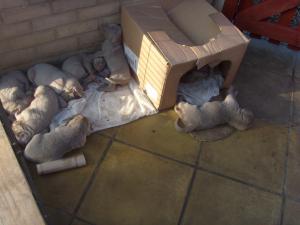 Here is a Picture of all The puppies together