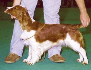 Alice, winning at a show 