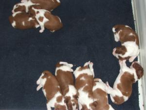 puppies at 10 daysold