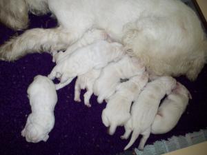 pups at a week old