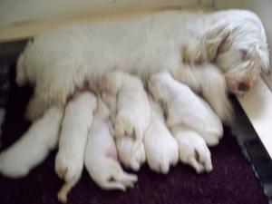 pups at 2 weeks old